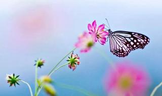 蝴蝶的特征及生活习性 蝴蝶的生活习性